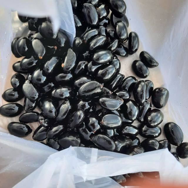 Palm Tree Cultivation